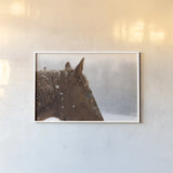 Snowy Caleb by Sue Schlabach. shown as a paper print in a white frame. Available as a archival giclee rolled canvas, fine art paper, or poster print. SKU 60936i.
