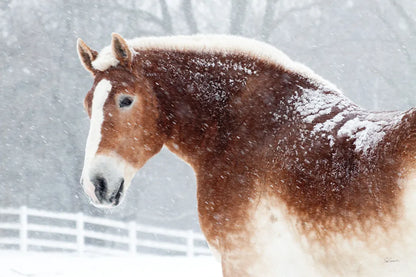 Snowy Draft Horse by Sue Schlabach. SKU 75784i. Archival Giclee Fine art print for wall decor.