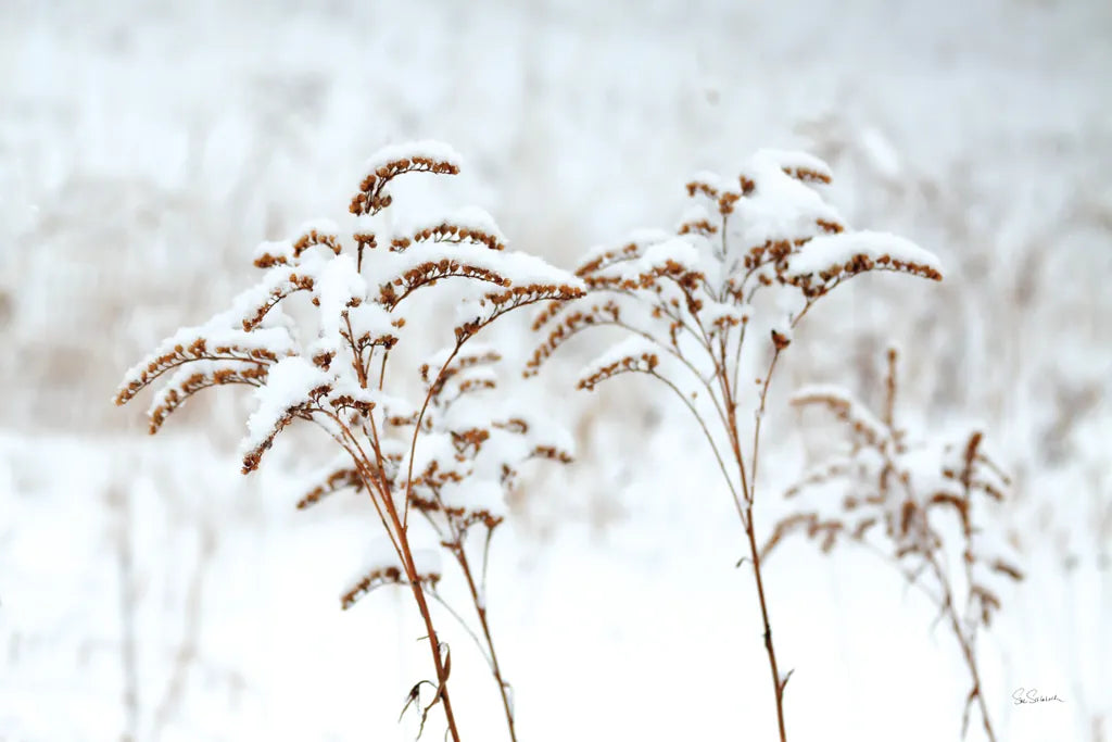 Snowy Gardens by Sue Schlabach. SKU 75783i. Archival Giclee Fine art print for wall decor.