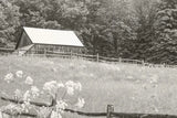 Summer Farm I BW by Sue Schlabach. SKU 79103i. Archival Giclee Fine art print for wall decor.