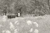 Summer Farm II BW by Sue Schlabach. SKU 79104i. Archival Giclee Fine art print for wall decor.