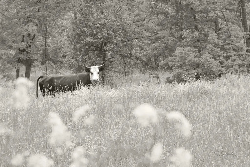 Summer Farm II BW by Sue Schlabach. SKU 79104i. Archival Giclee Fine art print for wall decor.