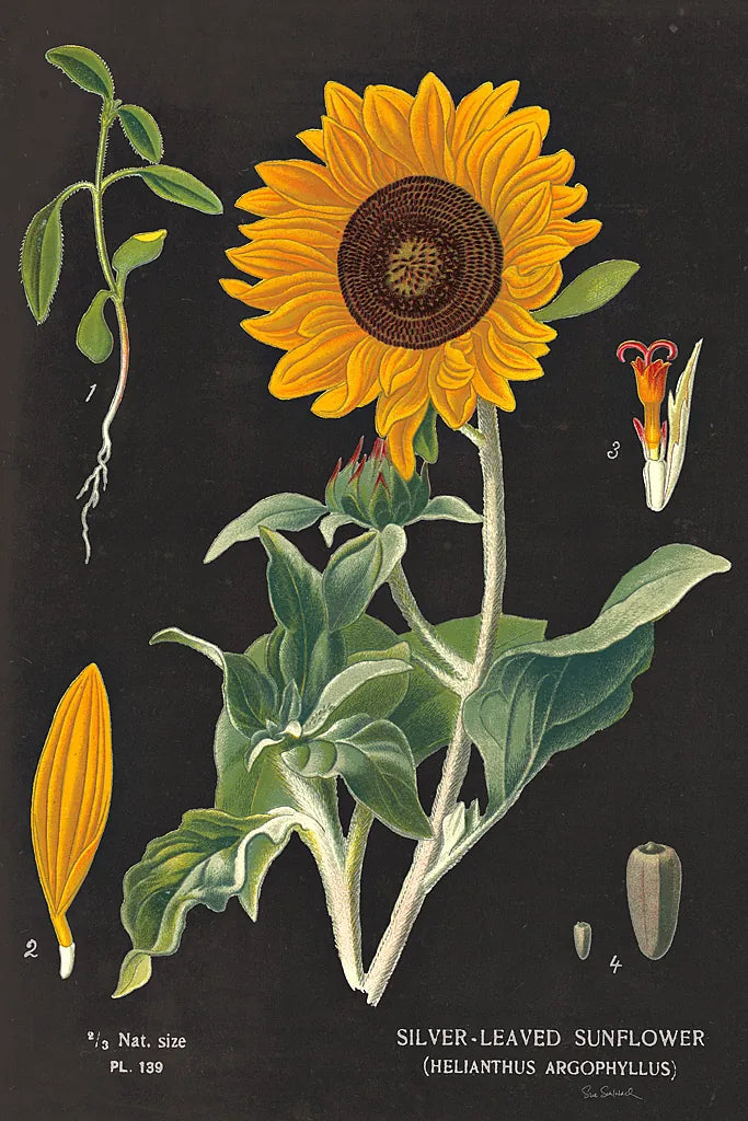 Sunflower Chart by Sue Schlabach. SKU 34923h. Archival Giclee Fine art print for wall decor.
