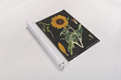 Sunflower Chart by Sue Schlabach. shown as a rolled paper print. Available as archival giclee rolled canvas, fine art paper, or poster print. SKU 34923h.