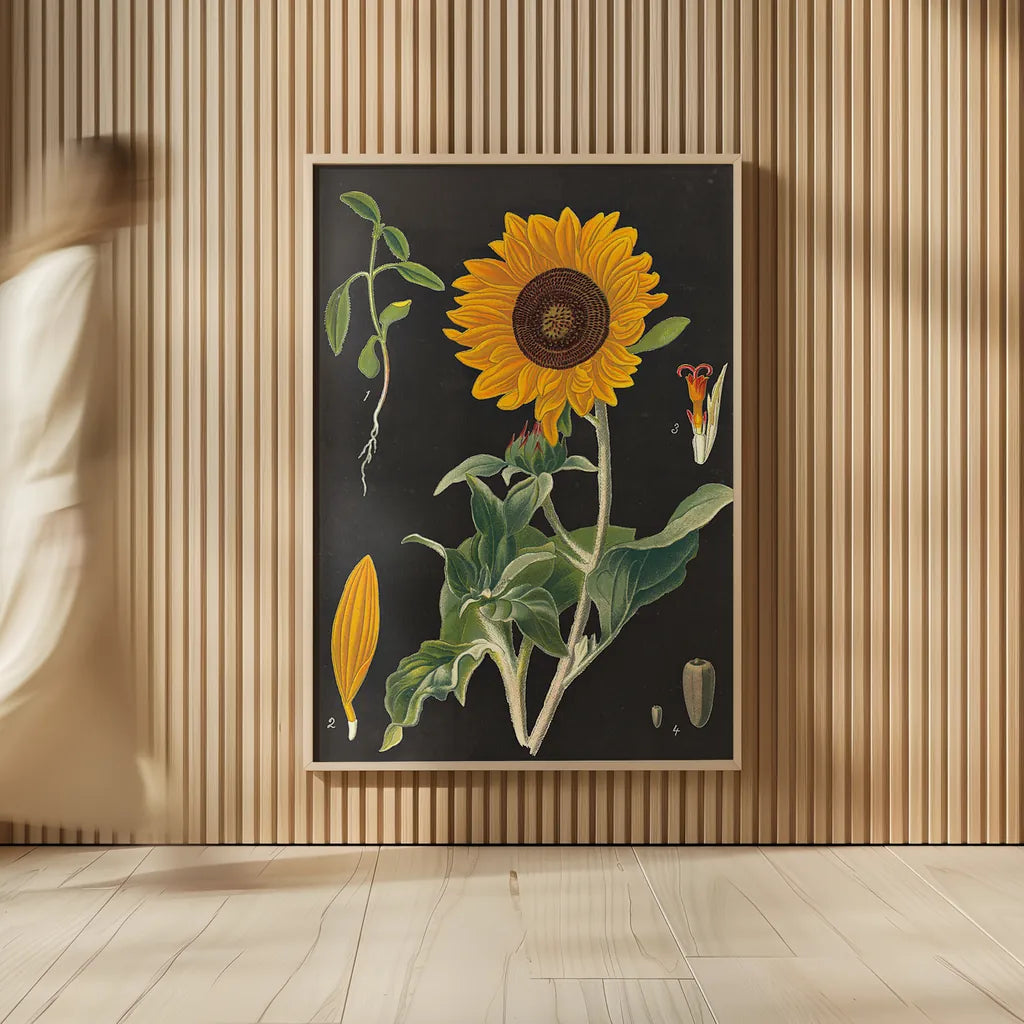 Sunflower Chart by Sue Schlabach. shown as over sized large wall art. Available as an archival giclee rolled canvas, fine art paper, or poster print. SKU 34923h.
