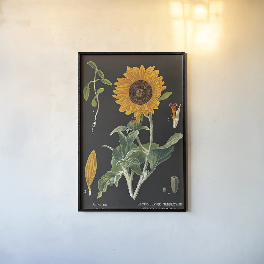 Sunflower Chart by Sue Schlabach. shown as a paper print in a black flame. Available as a archival giclee rolled canvas, fine art paper, or poster print. SKU 34923h.