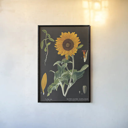 Sunflower Chart by Sue Schlabach. shown as a paper print in a black flame. Available as a archival giclee rolled canvas, fine art paper, or poster print. SKU 34923h.