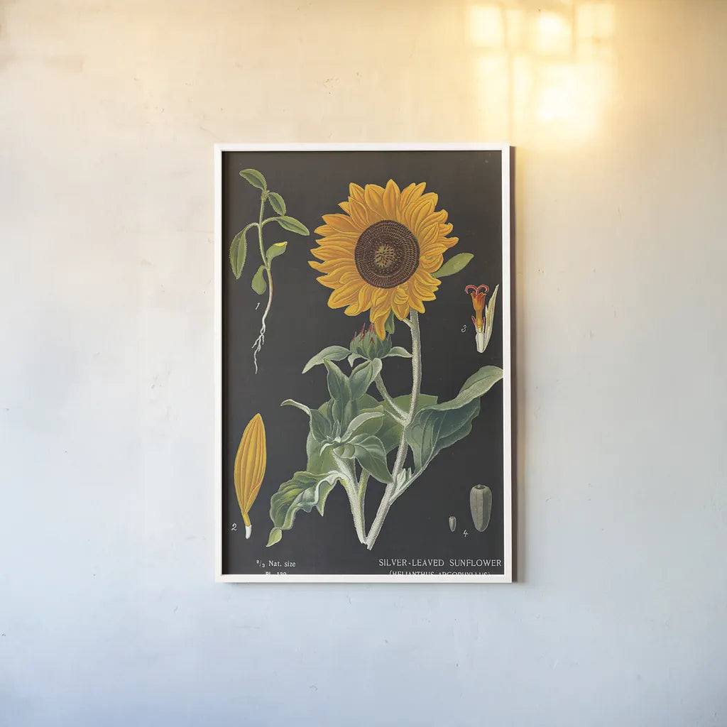 Sunflower Chart by Sue Schlabach. shown as a paper print in a white frame. Available as a archival giclee rolled canvas, fine art paper, or poster print. SKU 34923h.