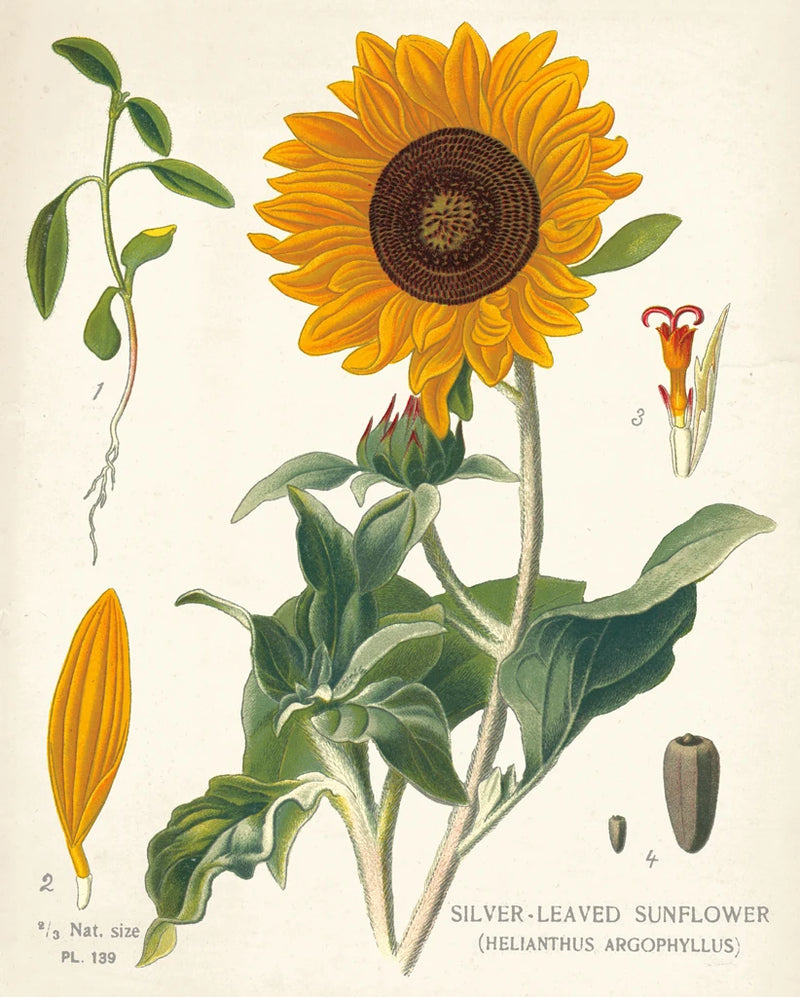 Sunflower Chart on Ivory by Sue Schlabach