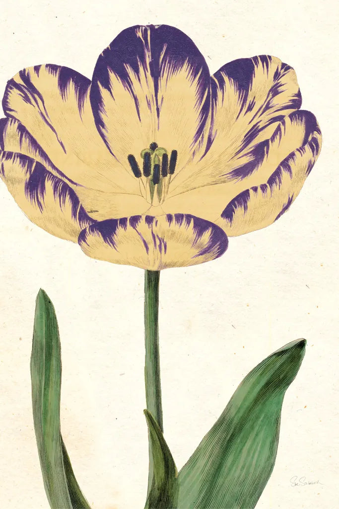 Tulip Botany No Words by Sue Schlabach. SKU 44796h. Archival Giclee Fine art print for wall decor.