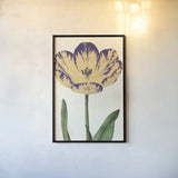 Tulip Botany No Words by Sue Schlabach. shown as a paper print in a black flame. Available as a archival giclee rolled canvas, fine art paper, or poster print. SKU 44796h.