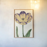 Tulip Botany No Words by Sue Schlabach. shown as a paper print in a natural frame. Available as a archival giclee rolled canvas, fine art paper, or poster print. SKU 44796h.