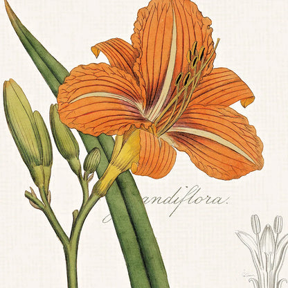 Vintage Flora Day Lily by Sue Schlabach. SKU 44825a. Archival Giclee Fine art print for wall decor.
