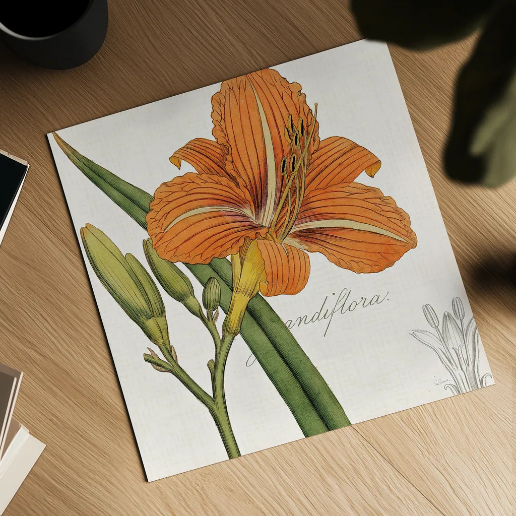 Vintage Flora Day Lily by Sue Schlabach. Shown as a detailed flat fine art print, highlighting archival giclee quality. Available as an archival giclee rolled canvas, fine art paper, or poster print. SKU 44825a.