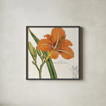 Vintage Flora Day Lily by Sue Schlabach. Shown in a sleek black glass frame for a contemporary gallery look. Available as an archival giclee rolled canvas, fine art paper, or poster print. SKU 44825a.