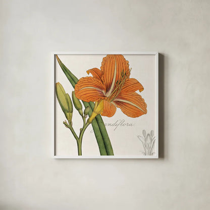 Vintage Flora Day Lily by Sue Schlabach. Shown in a crisp white glass frame for a clean and minimalist style. Available as an archival giclee rolled canvas, fine art paper, or poster print. SKU 44825a.