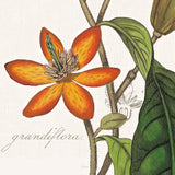 Vintage Flora Magnolia by Sue Schlabach. SKU 44824a. Archival Giclee Fine art print for wall decor.