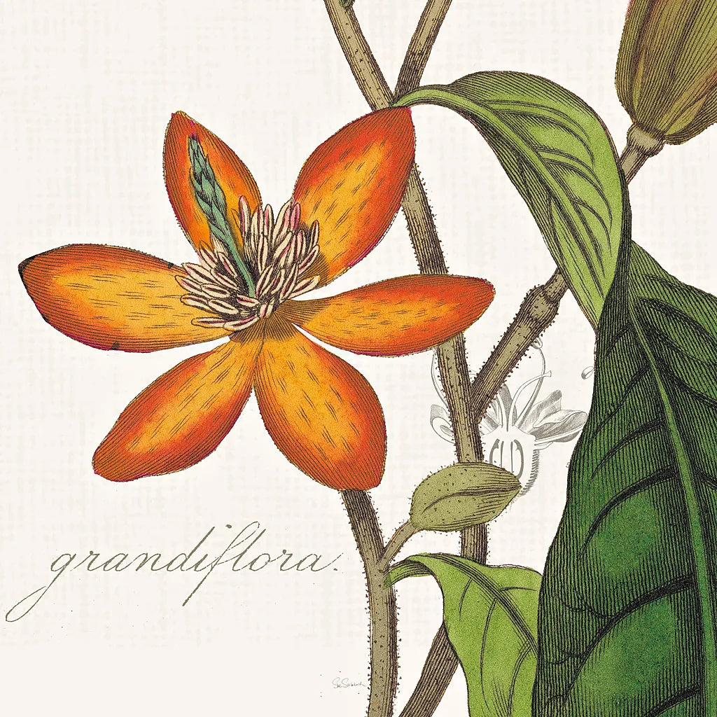 Vintage Flora Magnolia by Sue Schlabach. SKU 44824a. Archival Giclee Fine art print for wall decor.