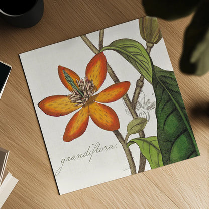 Vintage Flora Magnolia by Sue Schlabach. Shown as a detailed flat fine art print, highlighting archival giclee quality. Available as an archival giclee rolled canvas, fine art paper, or poster print. SKU 44824a.