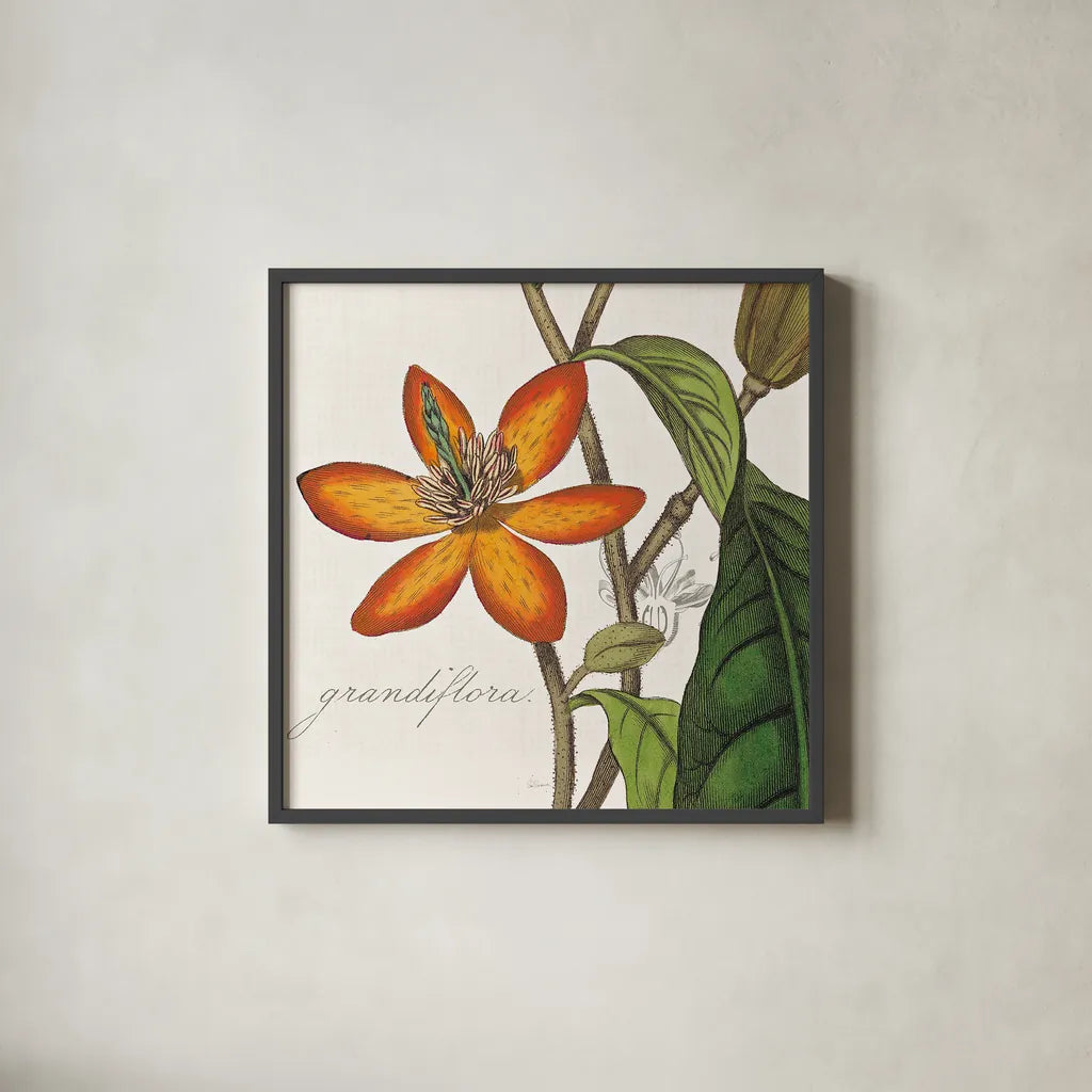 Vintage Flora Magnolia by Sue Schlabach. Shown in a sleek black glass frame for a contemporary gallery look. Available as an archival giclee rolled canvas, fine art paper, or poster print. SKU 44824a.