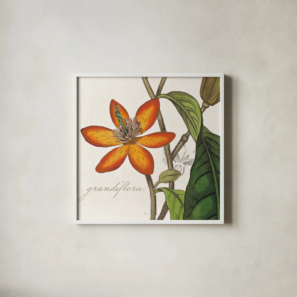 Vintage Flora Magnolia by Sue Schlabach. Shown in a crisp white glass frame for a clean and minimalist style. Available as an archival giclee rolled canvas, fine art paper, or poster print. SKU 44824a.