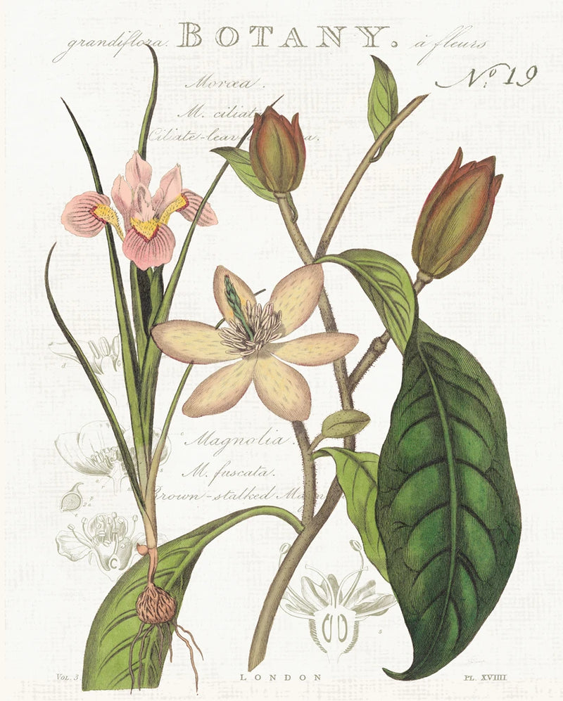 Vintage Floral III Neutral by Sue Schlabach