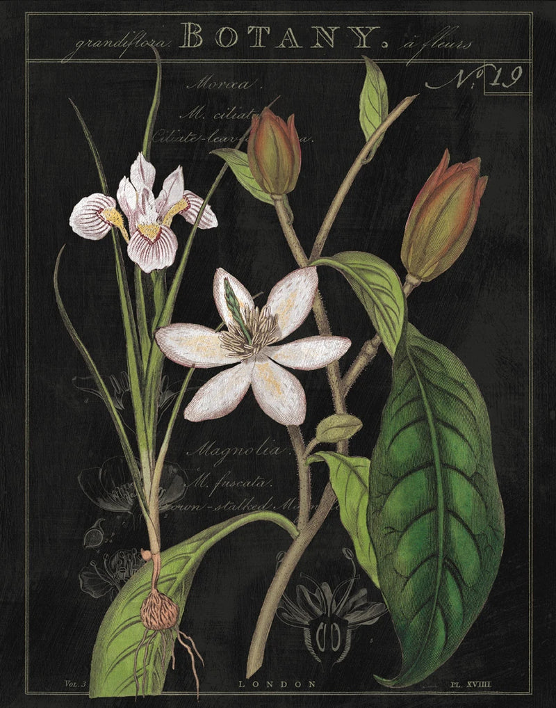 Vintage White Flora III by Sue Schlabach