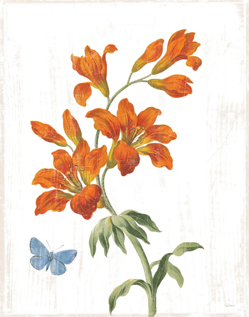White Barn Flowers VII by Sue Schlabach