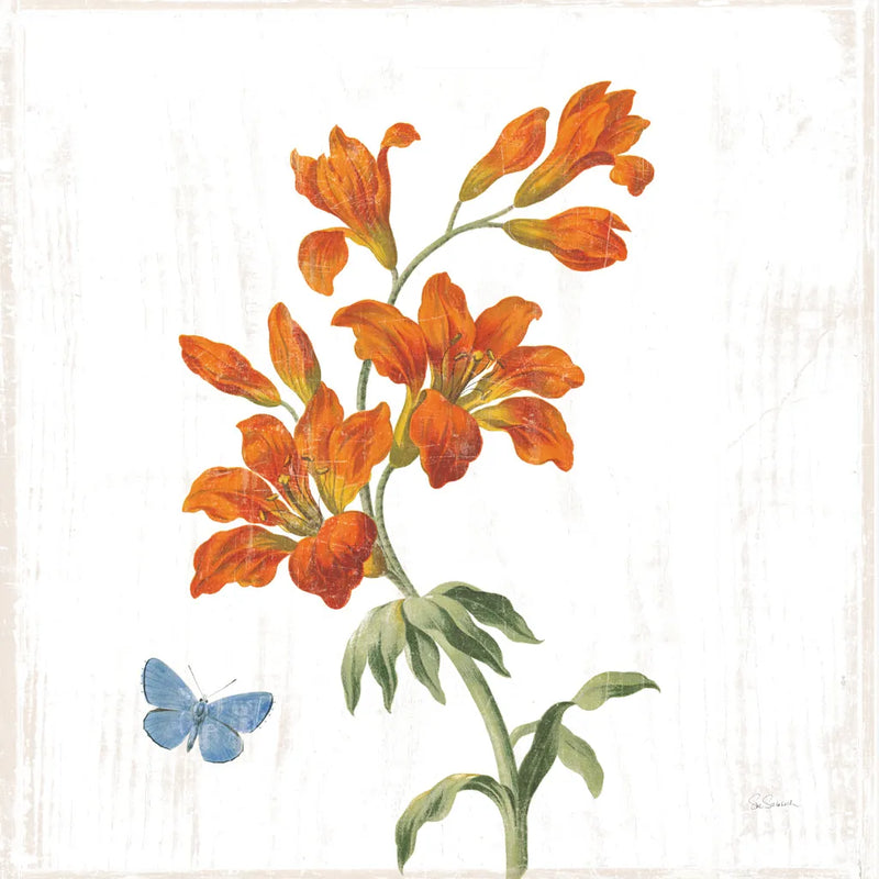 White Barn Flowers VII Sq by Sue Schlabach. SKU 56517a. Archival Giclee Fine art print for wall decor.