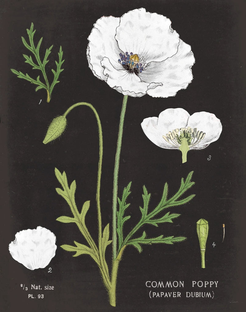 White Poppy Chart by Sue Schlabach