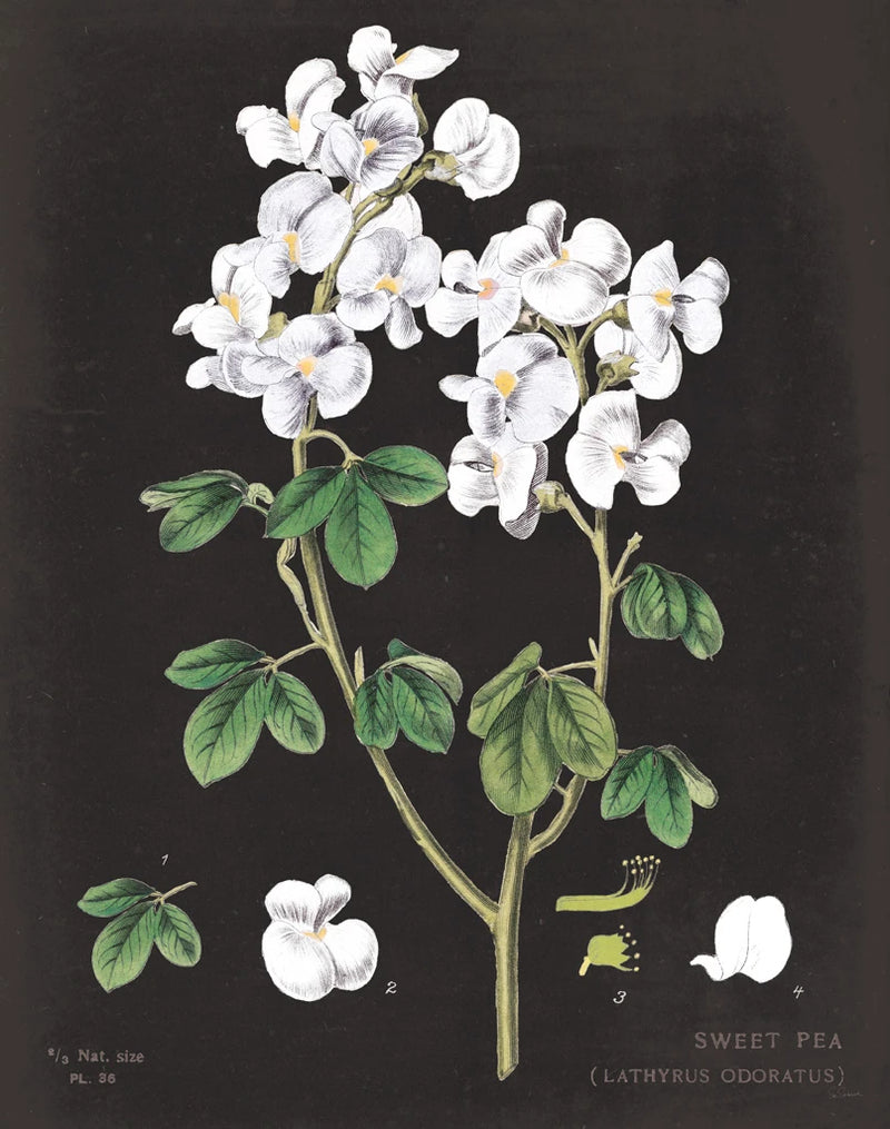 White Sweet Pea Chart by Sue Schlabach