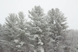 Winter Pines by Sue Schlabach. SKU 60934i. Archival Giclee Fine art print for wall decor.