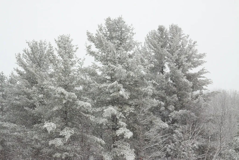 Winter Pines by Sue Schlabach. SKU 60934i. Archival Giclee Fine art print for wall decor.
