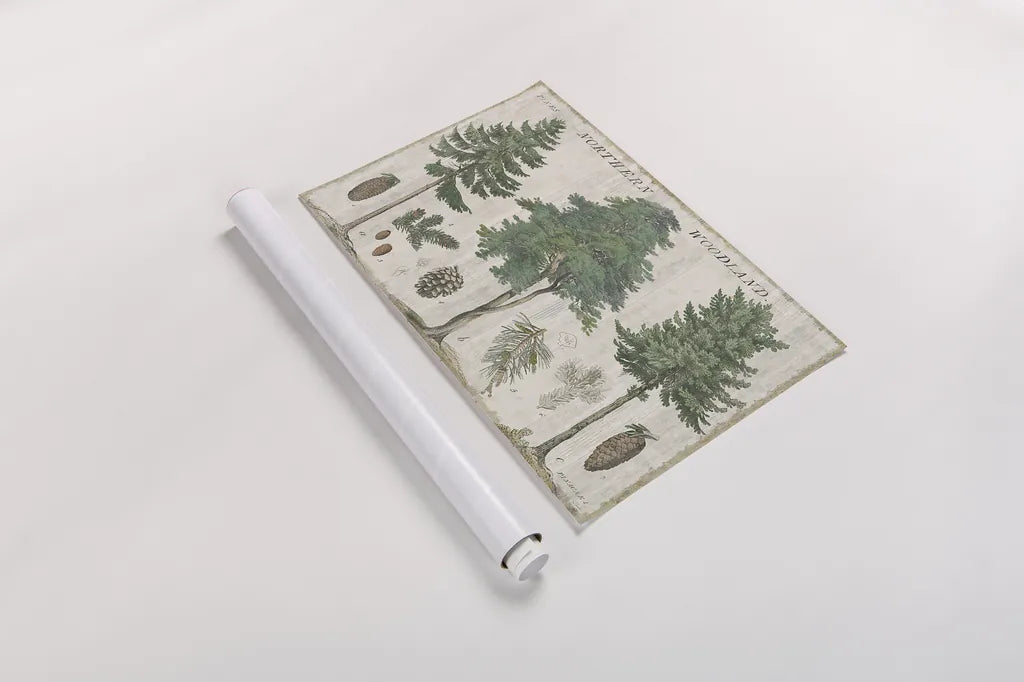 Woodland Chart I by Sue Schlabach. shown as a rolled paper print. Available as archival giclee rolled canvas, fine art paper, or poster print. SKU 22246i.