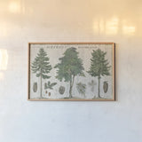 Woodland Chart I by Sue Schlabach. shown as a paper print in a natural frame. Available as a archival giclee rolled canvas, fine art paper, or poster print. SKU 22246i.