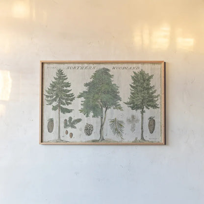 Woodland Chart I by Sue Schlabach. shown as a paper print in a natural frame. Available as a archival giclee rolled canvas, fine art paper, or poster print. SKU 22246i.