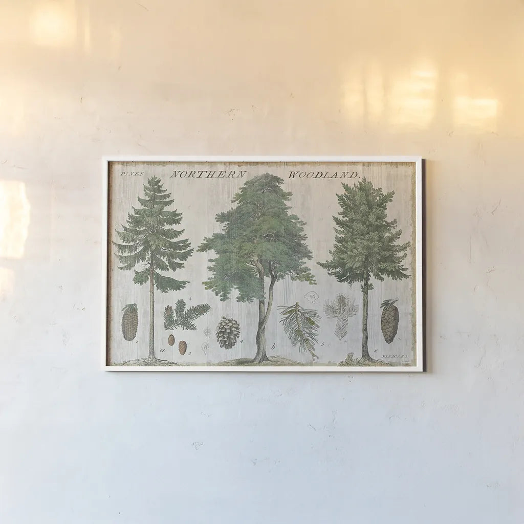 Woodland Chart I by Sue Schlabach. shown as a paper print in a white frame. Available as a archival giclee rolled canvas, fine art paper, or poster print. SKU 22246i.
