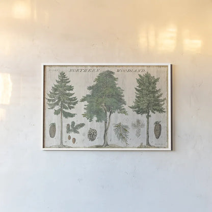 Woodland Chart I by Sue Schlabach. shown as a paper print in a white frame. Available as a archival giclee rolled canvas, fine art paper, or poster print. SKU 22246i.