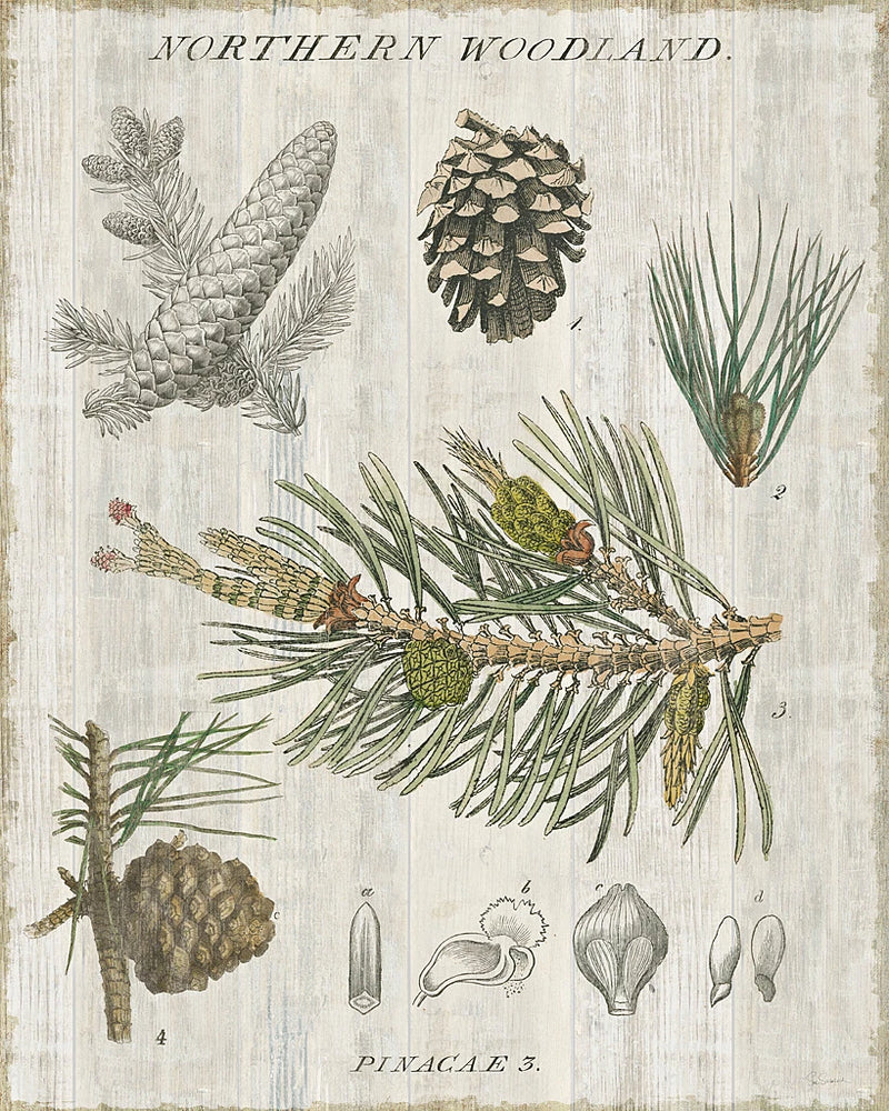 Woodland Chart III by Sue Schlabach