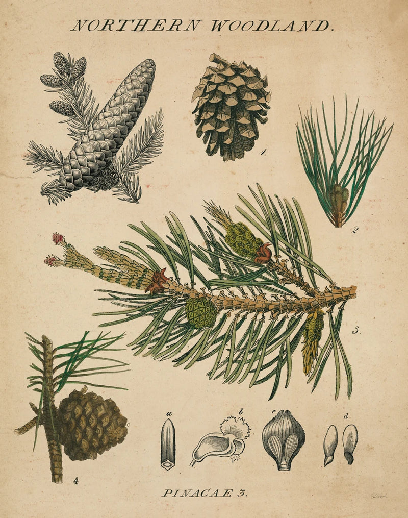 Woodland Chart III v2 by Sue Schlabach