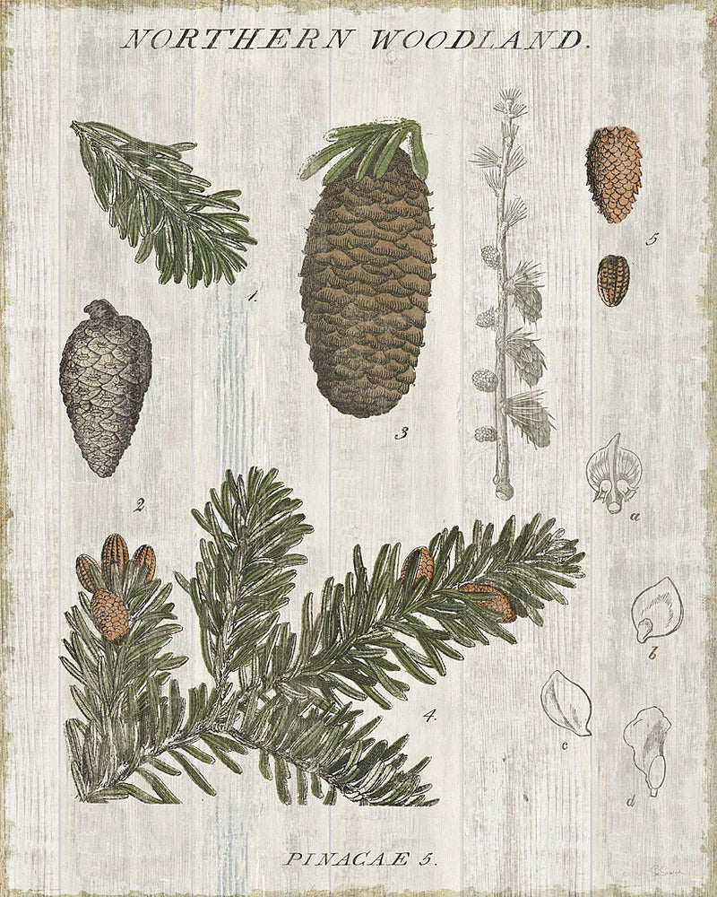 Woodland Chart IV by Sue Schlabach