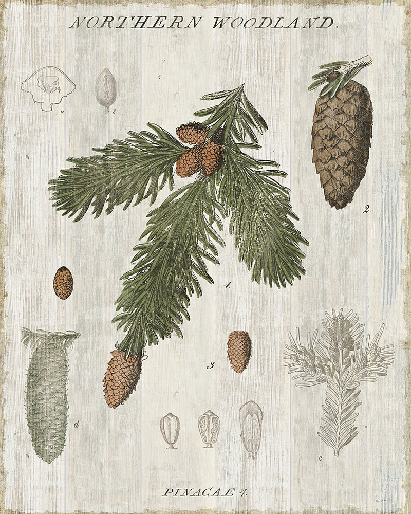 Woodland Chart V by Sue Schlabach