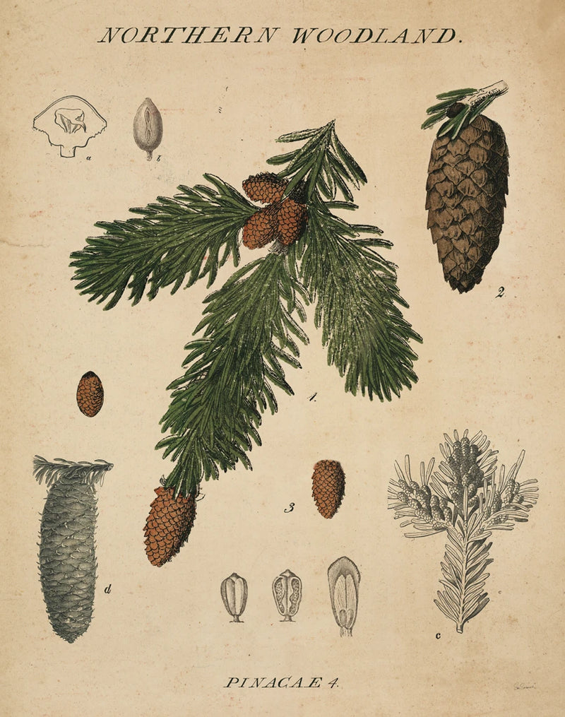Woodland Chart V v2 by Sue Schlabach