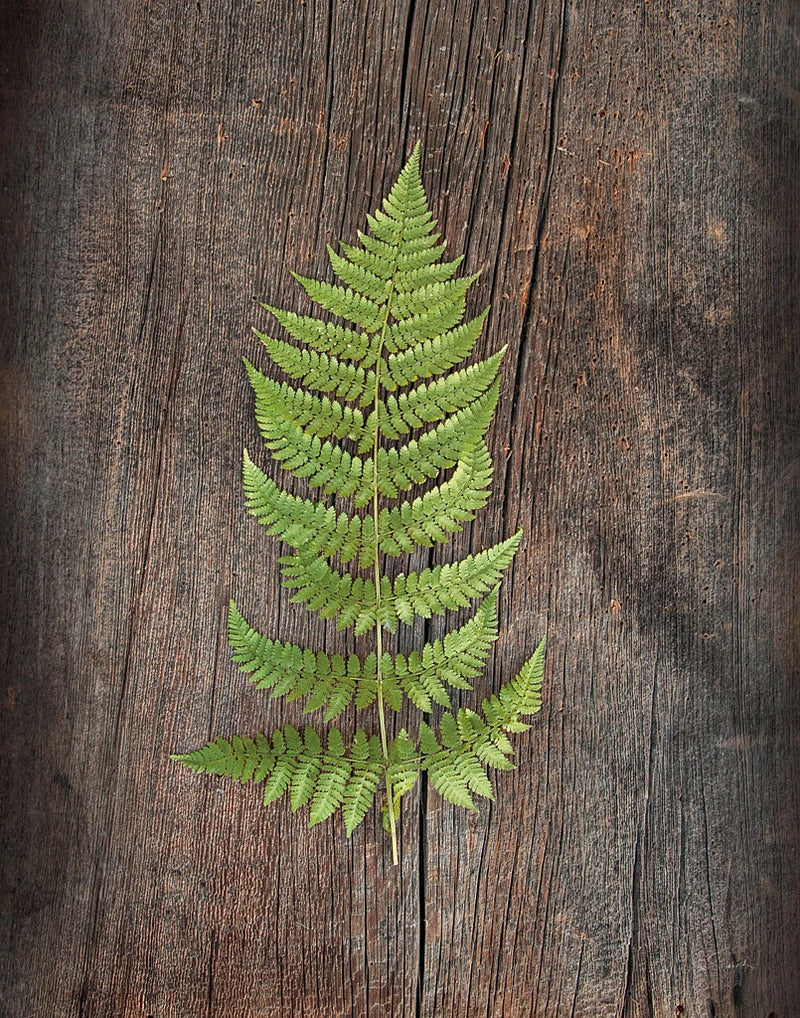 Woodland Fern I by Sue Schlabach