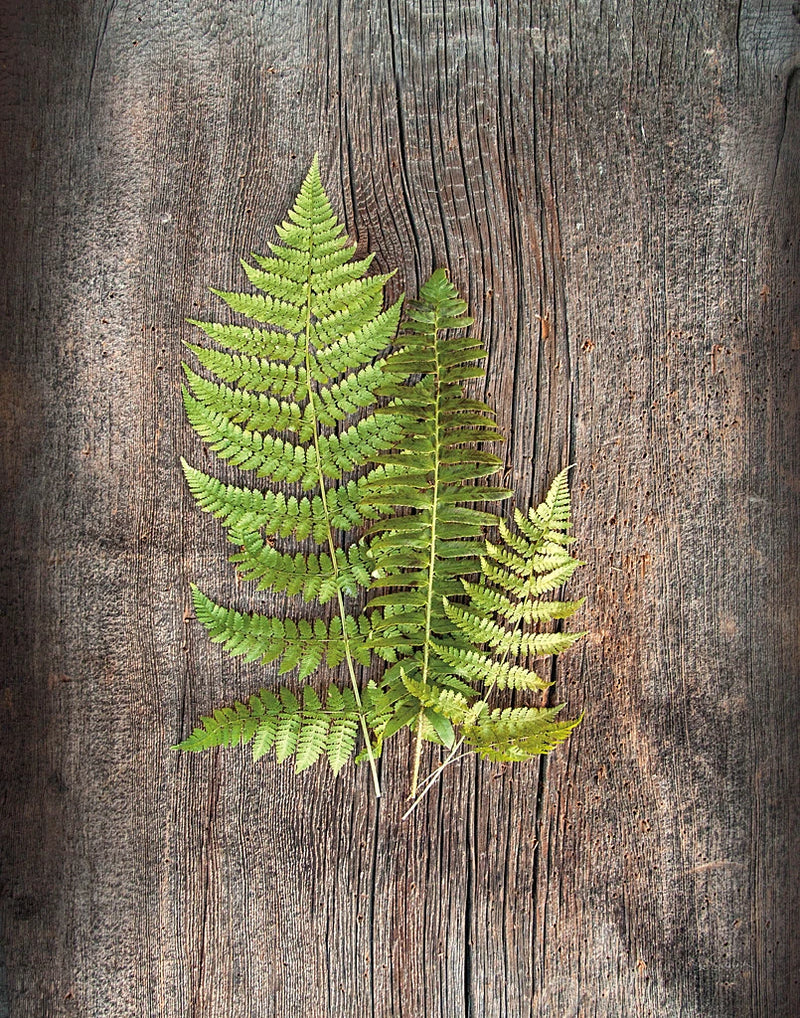 Woodland Fern III by Sue Schlabach