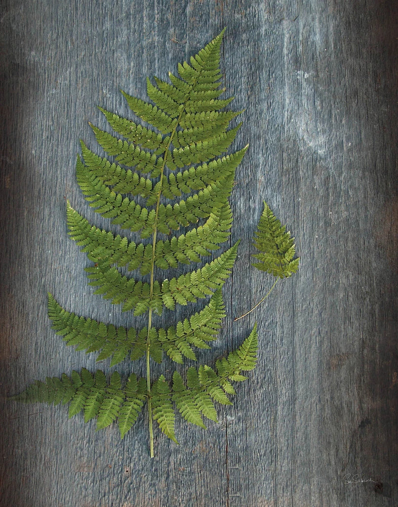 Woodland Fern V by Sue Schlabach