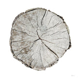 Woodland Years I on White by Sue Schlabach. SKU 29879a. Archival Giclee Fine art print for wall decor.