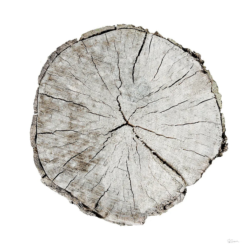 Woodland Years I on White by Sue Schlabach. SKU 29879a. Archival Giclee Fine art print for wall decor.