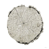 Woodland Years II on White by Sue Schlabach. SKU 29880a. Archival Giclee Fine art print for wall decor.