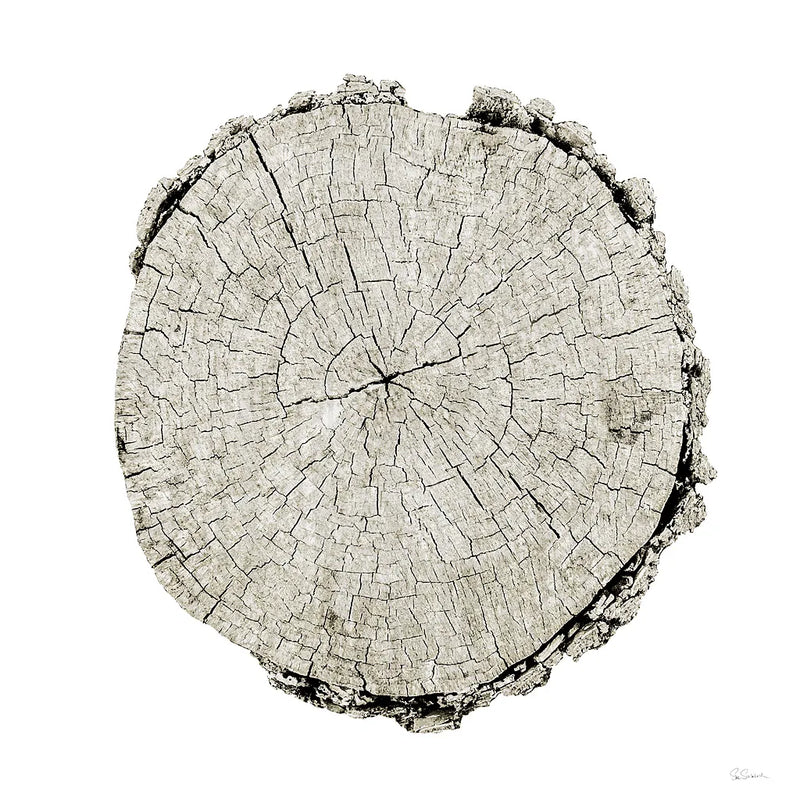 Woodland Years II on White by Sue Schlabach. SKU 29880a. Archival Giclee Fine art print for wall decor.